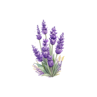 Lavender | Flowers with Their Names in English