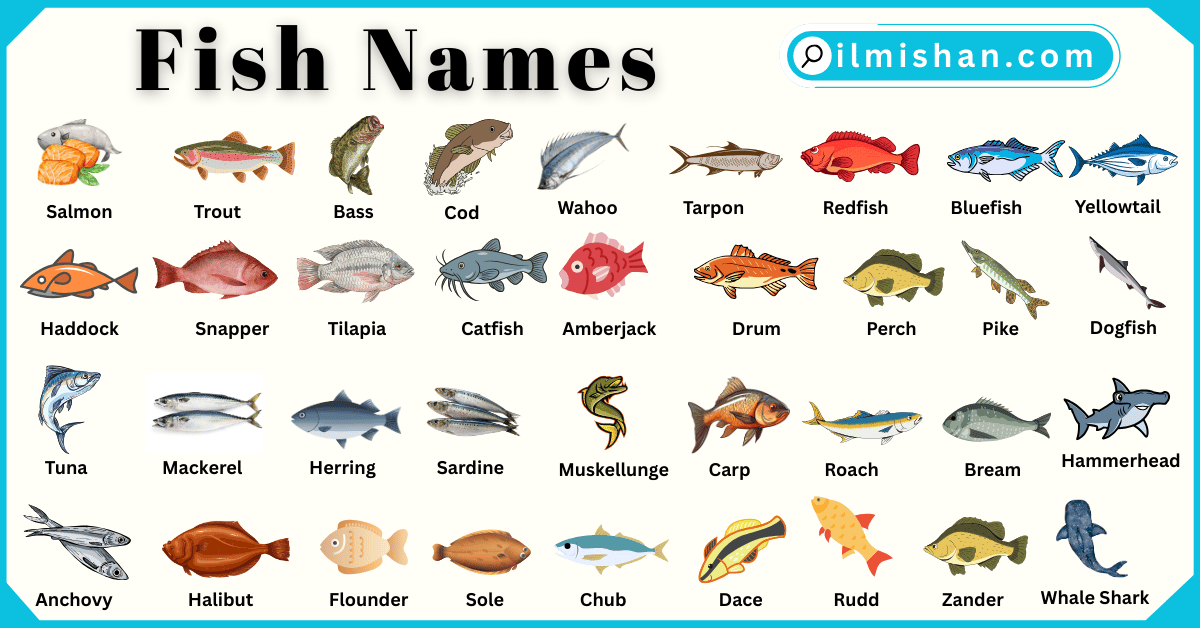 List of Fish and their Names in English with Pictures