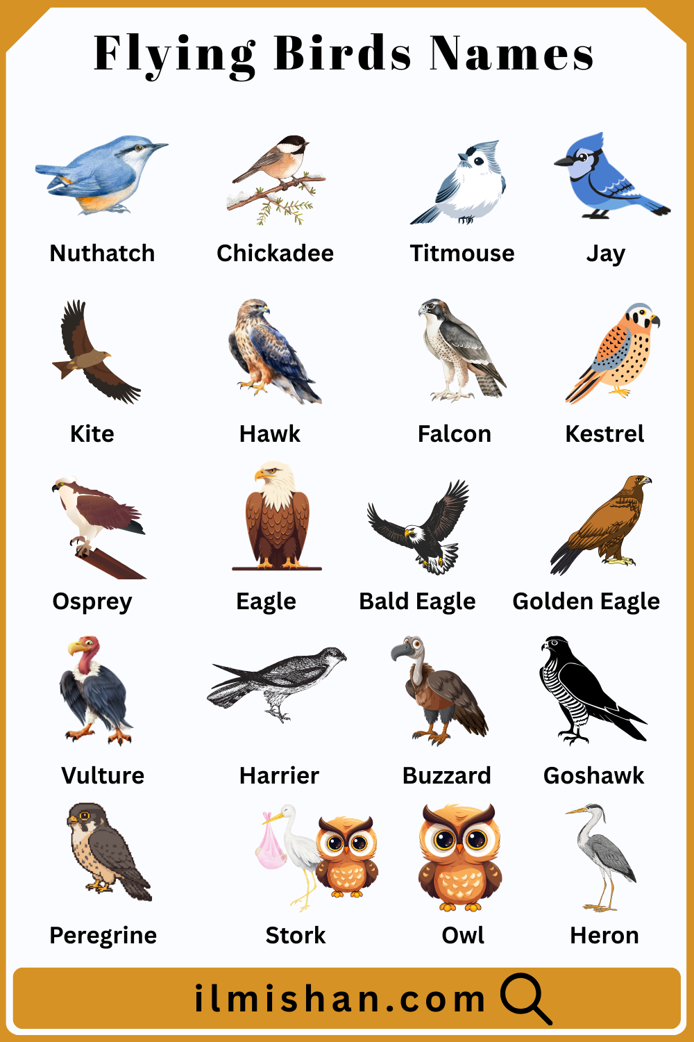 List of Flying Birds Names and their Pictures