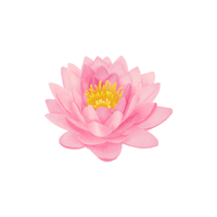 Lotus | Flowers with Their Names in English