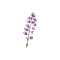 Lupine | Flowers with Their Names in English