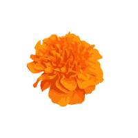 Marigold | Flowers with Their Names in English