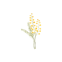 Mimosa | Flowers with Their Names in English