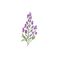 Monkshood | Flowers with Their Names in English