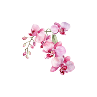 Orchid | Flowers with Their Names in English