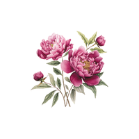 Peony | Flowers with Their Names in English