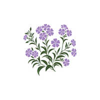 Phlox | Flowers with Their Names in English