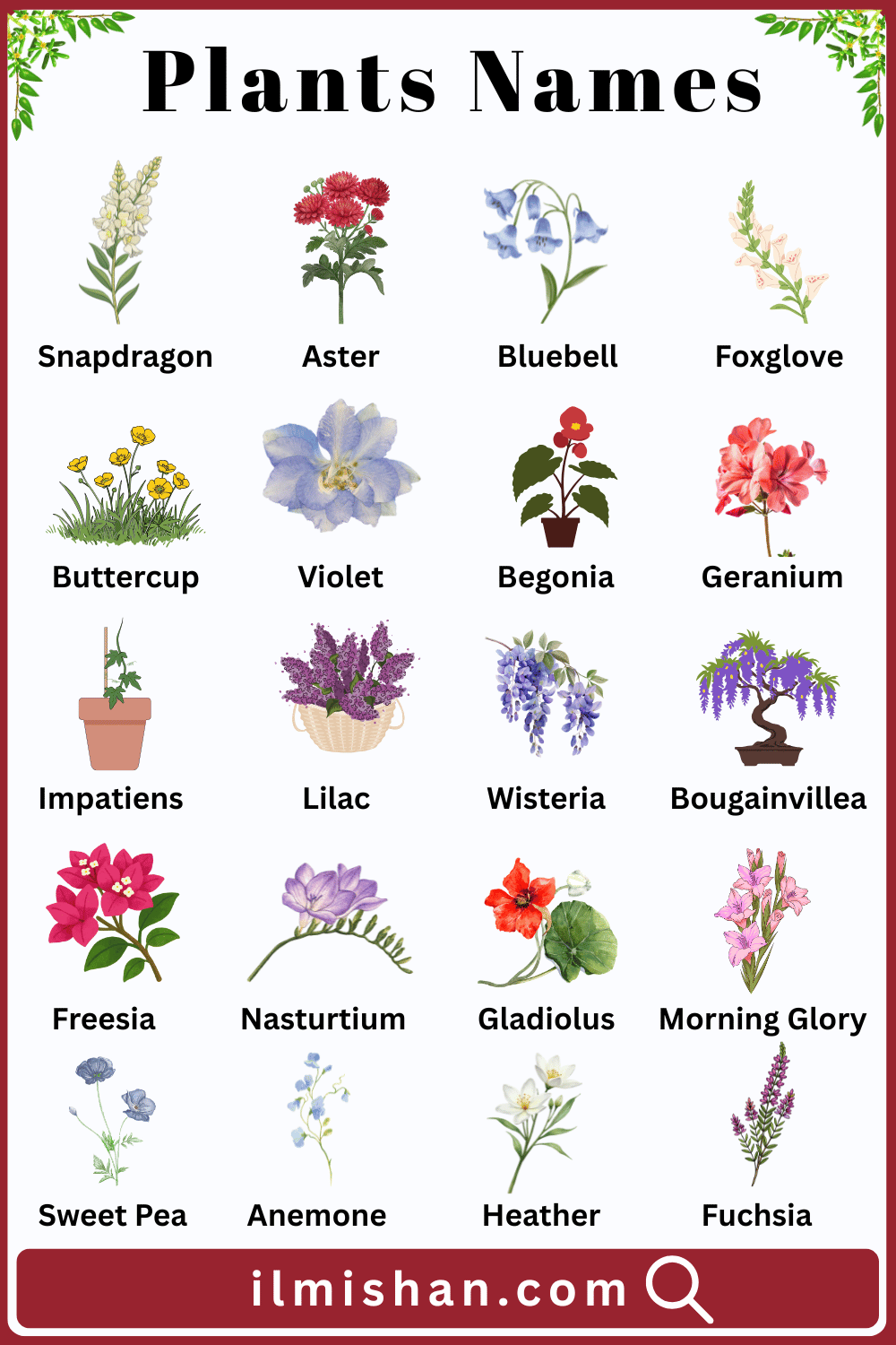 Pictures and Name of Plants in English