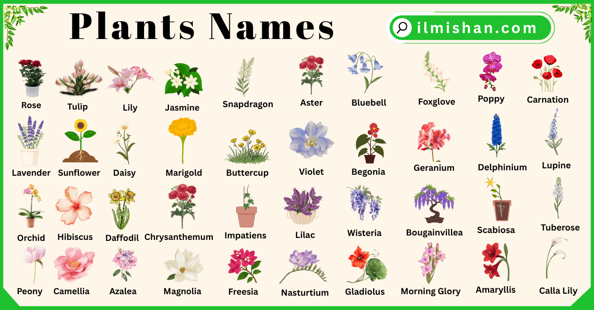 Plants and Their Names In English with Pictures