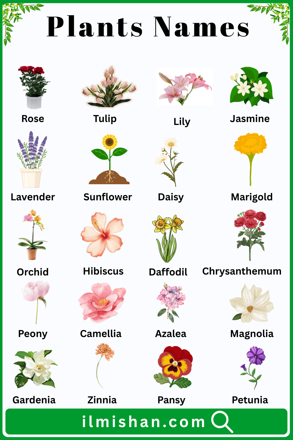 Plants and Their Names in English with Pictures