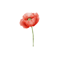 Poppy | Flowers with Their Names in English