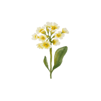 Primrose | Flowers with Their Names in English