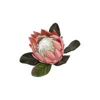 Protea | Flowers with Their Names in English