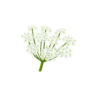 Queen Anne’s Lace
