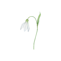 Snowdrop