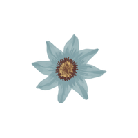 Starflower | Flowers with Their Names in English