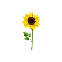 Sunflower | Flowers with Their Names in English