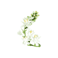 Tuberose