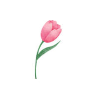 Tulip | Flowers with Their Names in English