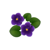 Violet | Flowers with Their Names in English