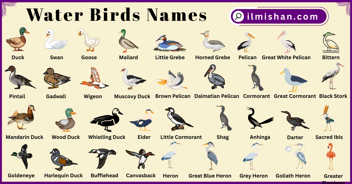 Water Birds Names in English with Pictures