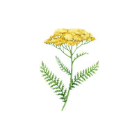 Yarrow | Flowers with Their Names in English