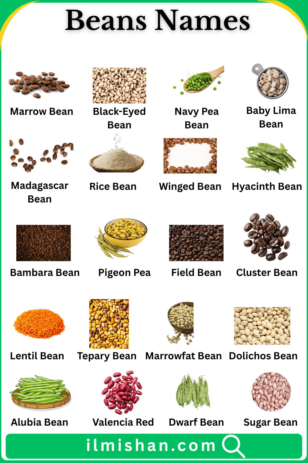 Beans Names in English and Pictures
