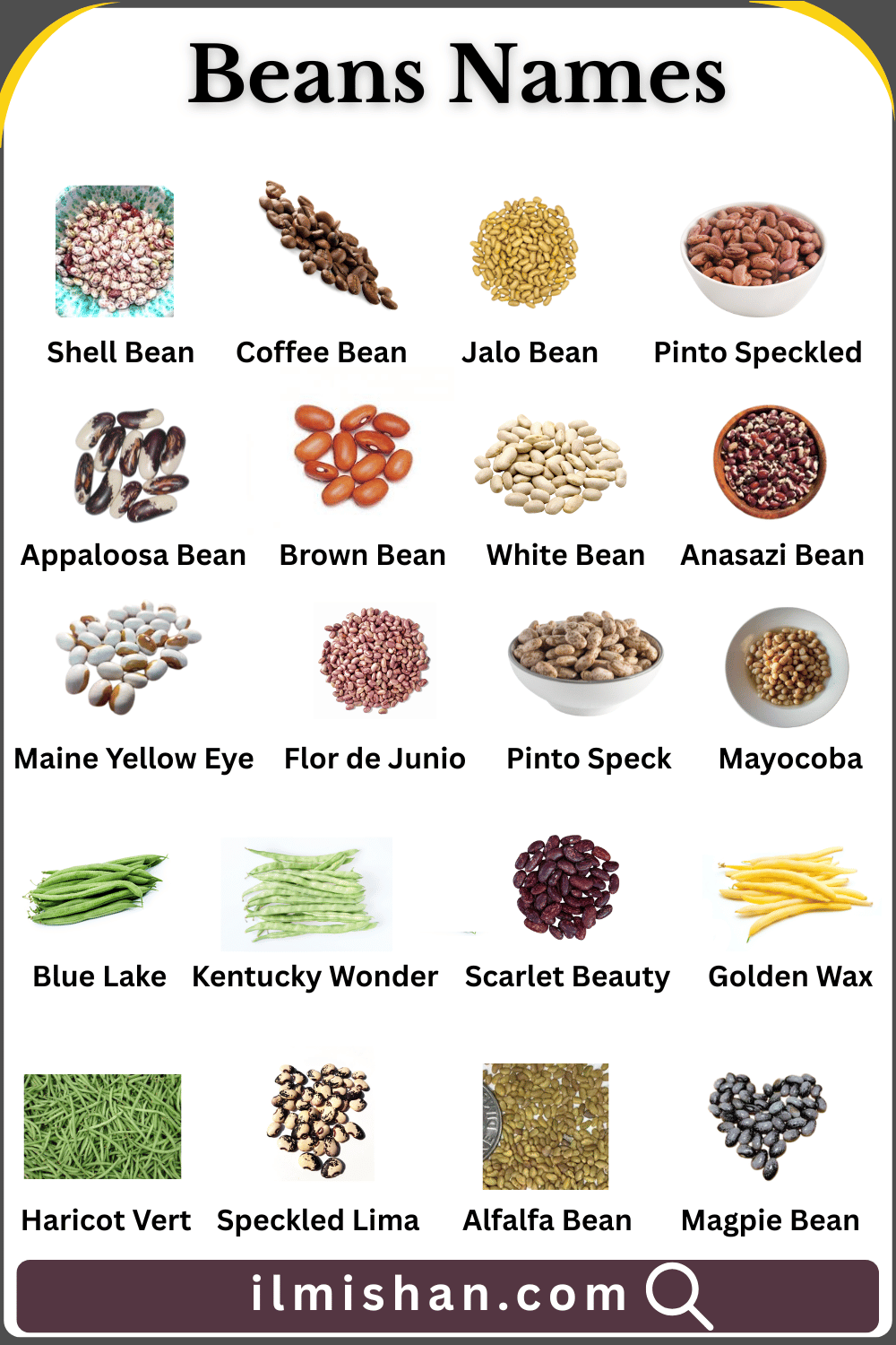 Beans Names in English and Their Definitions and Pictures