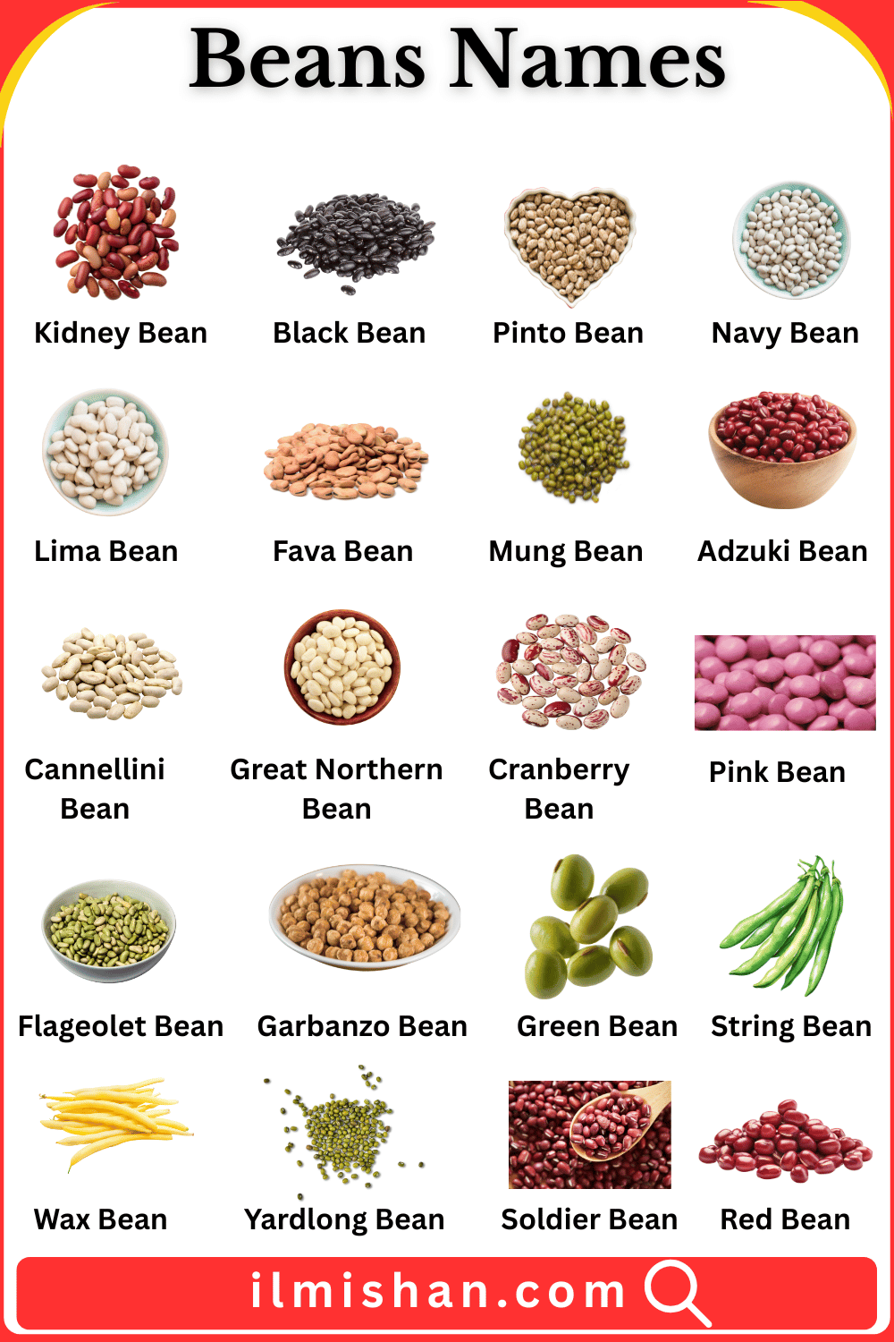 Beans Names in English and Their Pictures