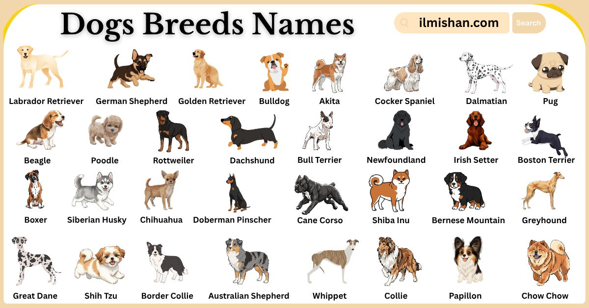 Dogs Breeds and Their Names in English with Pictures