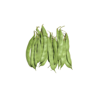 Dwarf Bean | List of Beans Names in English