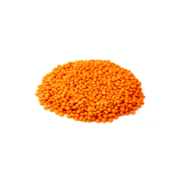 Lentil Bean