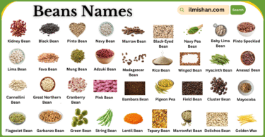 List of Beans Names in English with Their Images