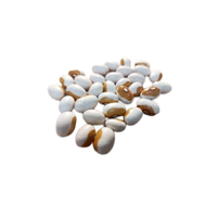 Maine Yellow Eye Bean