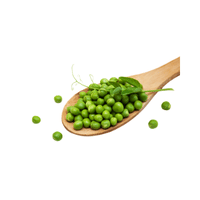 Navy Pea Bean