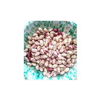 Shell Bean | List of Beans Names in English