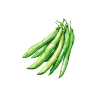 String Bean | List of Beans Names in English