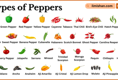 Different Types of Peppers with Names and Pictures