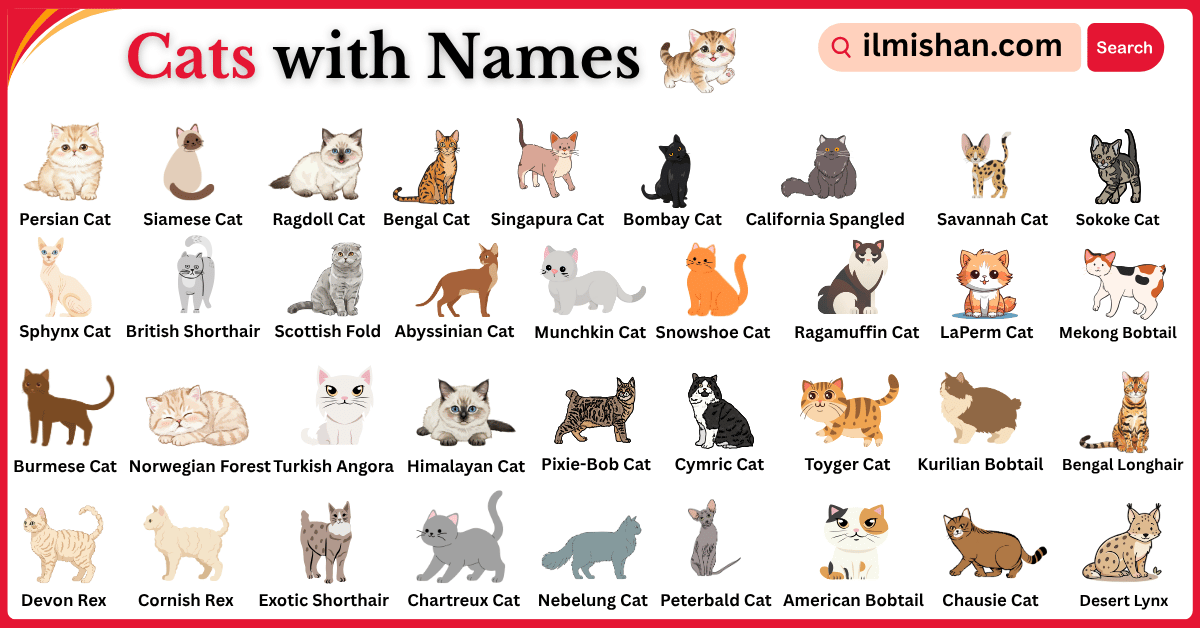 Types of Cats with Names in English with Their Pictures -