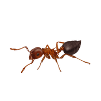 Acrobat Ant