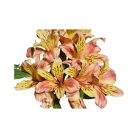 Alstroemeria