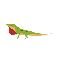 Anole | Types of Reptiles with Names in English