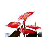 Anthurium