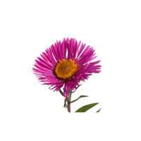 Aster