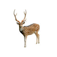 Axis Deer