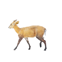 Barking Deer | Types of Deer with Names in English