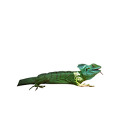 Basilisk | Types of Reptiles with Names in English