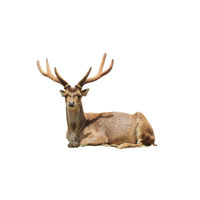 Bawean Deer | Types of Deer with Names in English