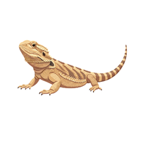 Bearded dragon | Types of Reptiles with Names in English
