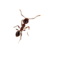 Big-Headed Ant | Types of Ants and their Names in English
